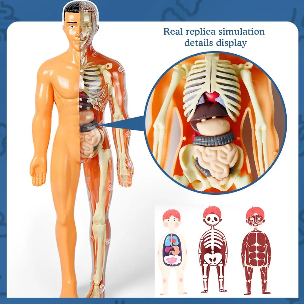 Mannequin 3D Human Body Model Torso Model Educational Assembly Early Learning DIY Kids Toys Skeleton Anatomy Organ Teaching Tool 3