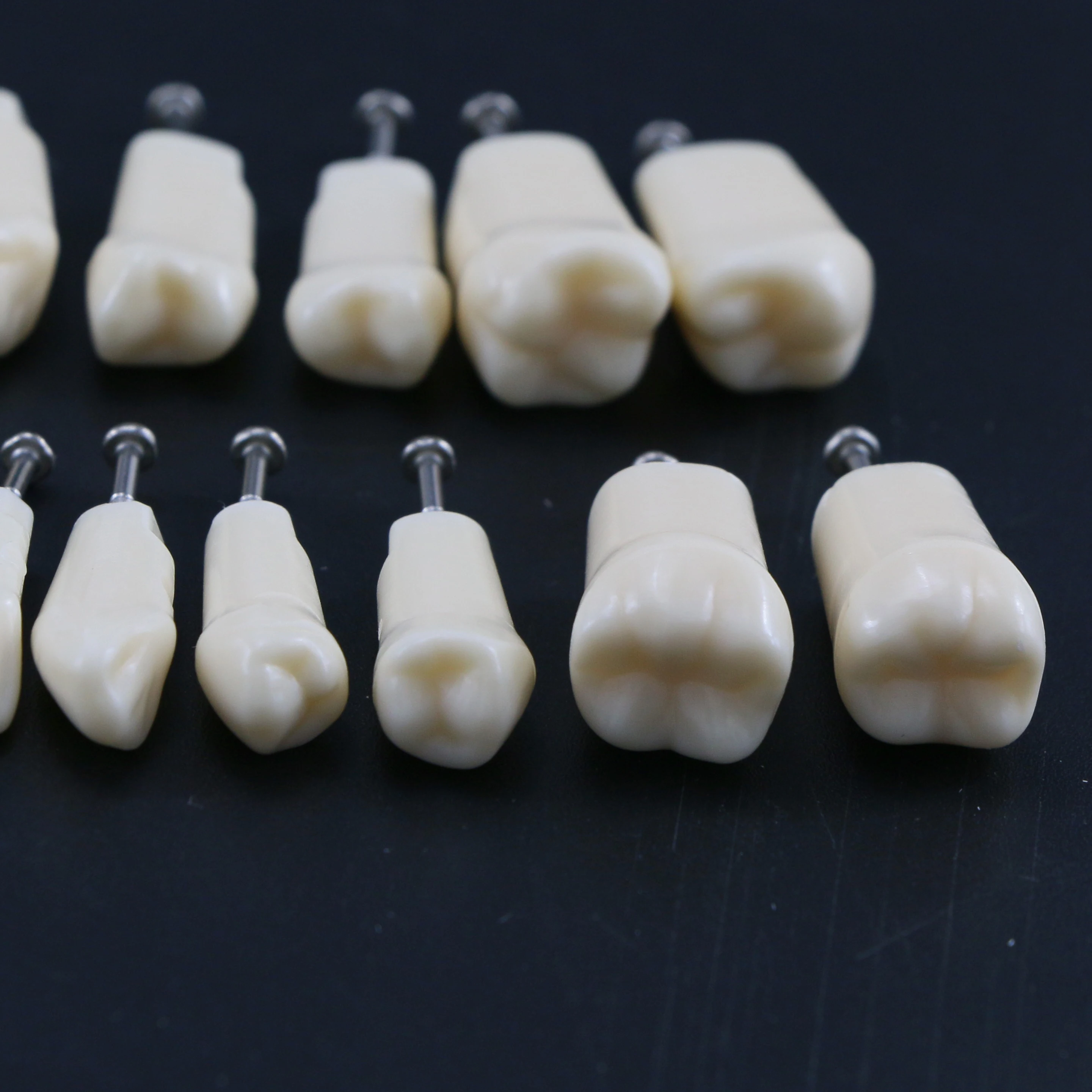 Dental Teeth Model Screw-in Replacement Teeth Compatible NISSIN 500 Type For Dentistry Preparation Training Teach Resin Material