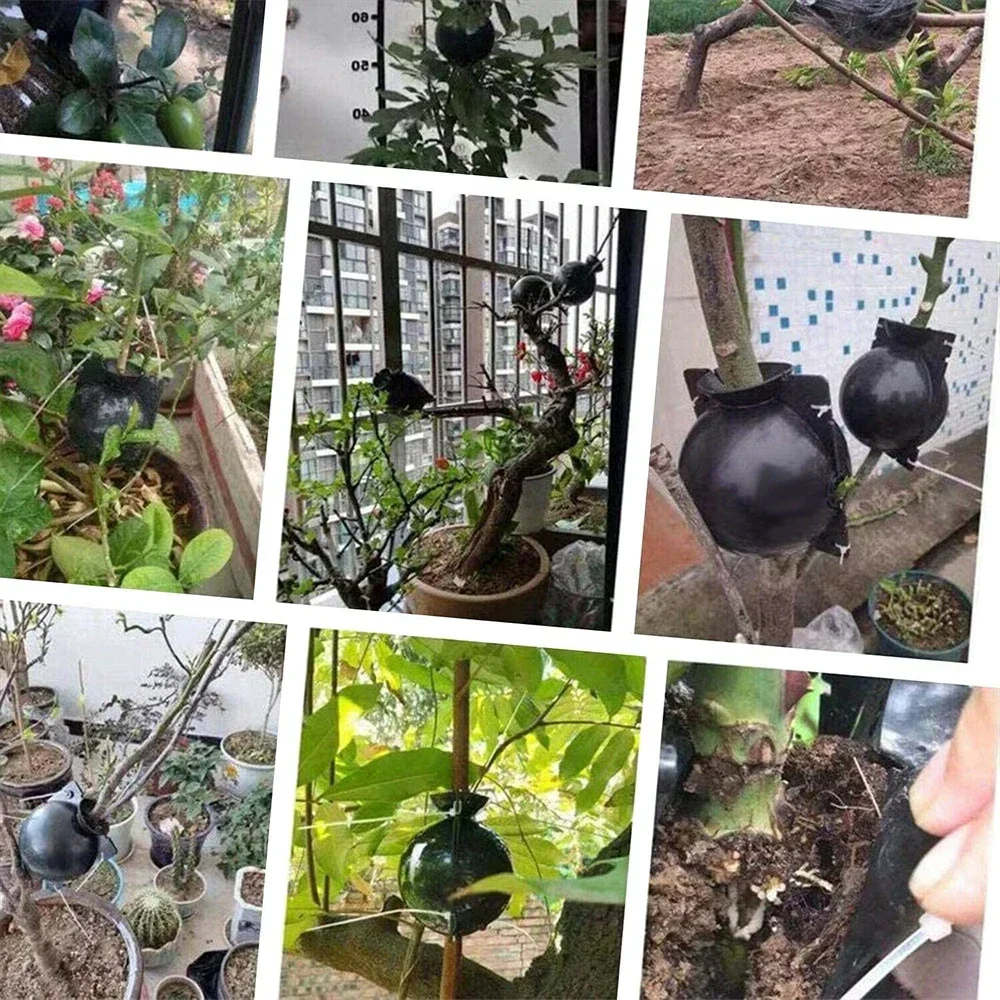 6pcs Plant Rooting Box Breeding Case Rooting Ball Plant Adjustable Nursery Trays Ball Grafting Tool