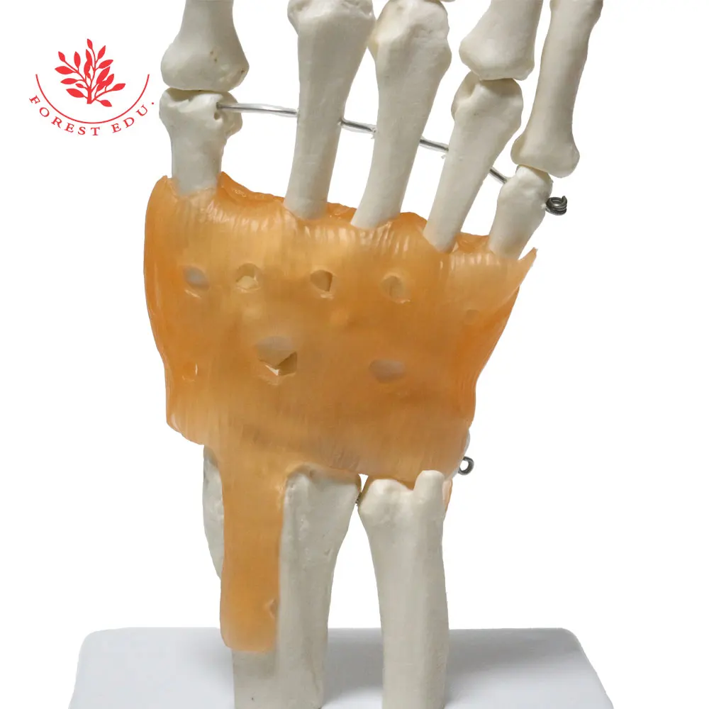 Human Hand Joint Model FRT031 Include Ligaments and Base 1:1 Life Size Patient Education Medical Science
