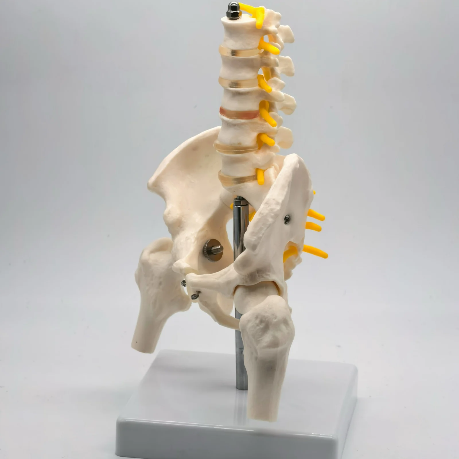 Pelvis and Lumbar Anatomy Model 2