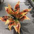 45cm K