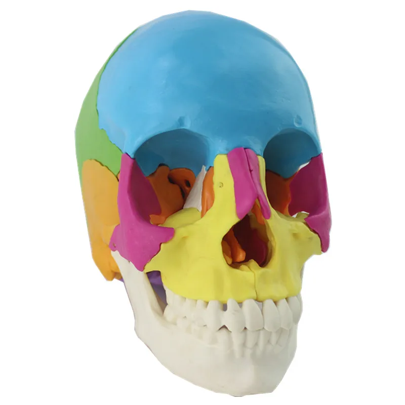 22 Parts 1:1 Life-sized Colored Assembly Human Anatomy Head Skull Toy Medical Skeleton Model Office Supplies Disassembled Skull images - 6