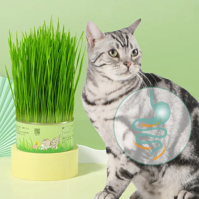 1Set Pet Cat Sprout Edény Termesztése Hidroponikus Növényi Macska Füves Csírázás Emésztés Indító Üvegházhatású Növekedés Doboz