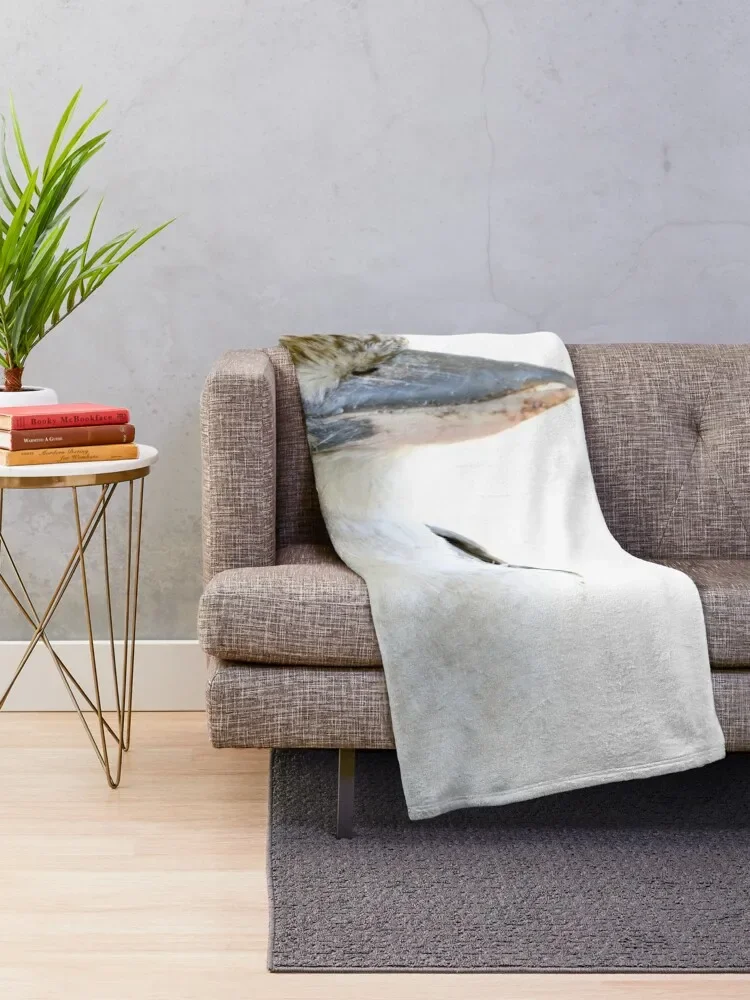 Kookaburra ̴  , Ŵ  ħ,  