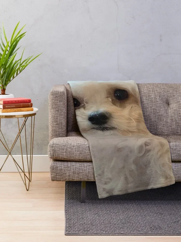 Maltipoo .  Ű  Ӹ  Ƹٿ  . ö  , ִ  