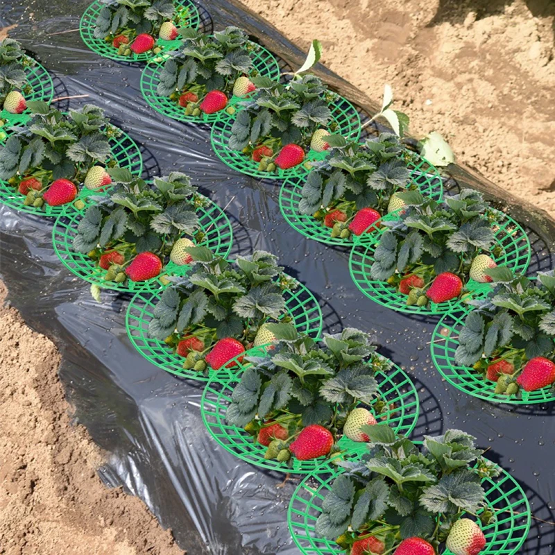 Plastic Plant Supports Plant Climbing Support Plant Support Racks Metal Plant Stand 5PC Strawberry Bracket