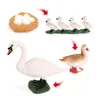 1 Set Swan Life Cycle Models Animals Playthings Kit for Home School 5