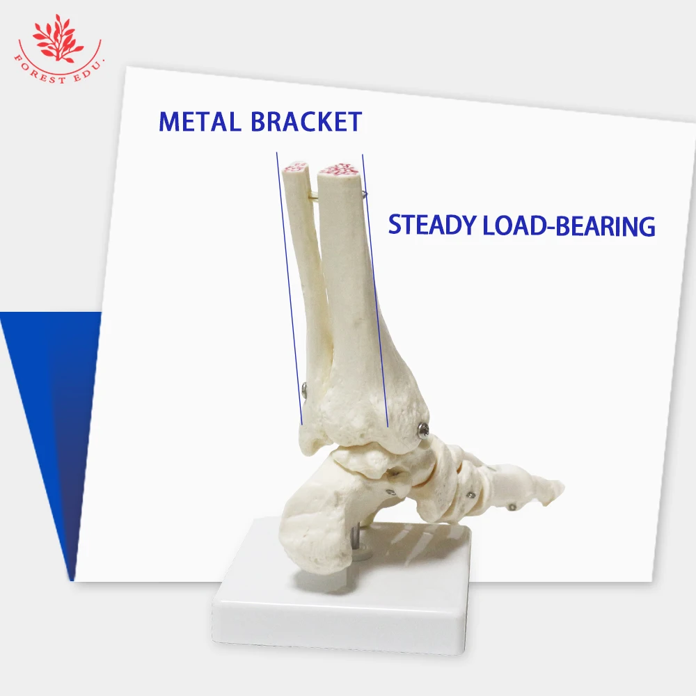 Skeleton Foot Model FRT027-1 Ankle Joint Life Size Toes Can Bend Medical Science Pure White Manual Production Anatomical Model