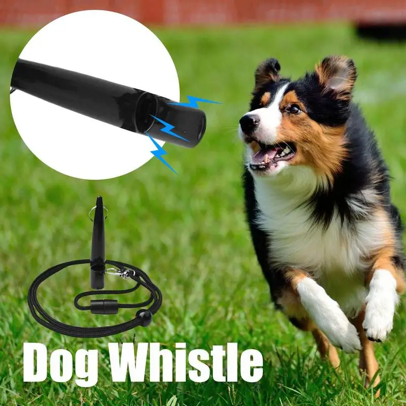 Why Do Dogs Come When You Whistle