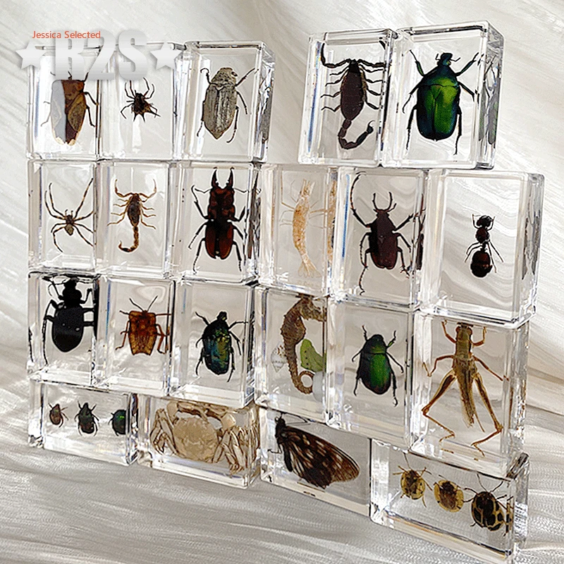 Insect in Resin Specimen Bugs Collection Paperweights Arachnid Resin Spec decoration home accessories random bugs beetles insect specimens