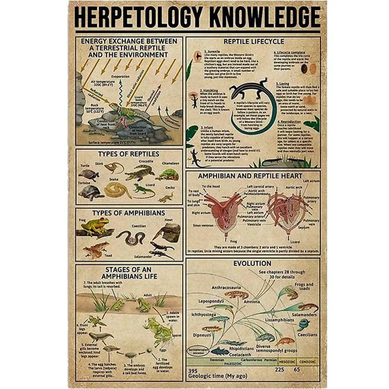 

Знания о герпетологии, металлический знак, Постер амфибии и рептилий, анатомия, инфография, школа, образование, ферма, семейный клуб, Настенный декор