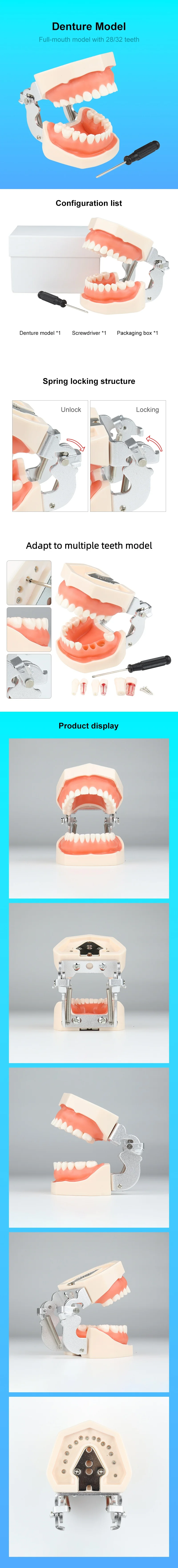 VVDental Professionelles Typodont-Modell 28/32 Stück Realistische Kunstharzzähne mit Abnehmbarem Weichem Silikon-Zahnfleisch für Zahnmedizinische Praxis und Lehre – Detail 1
