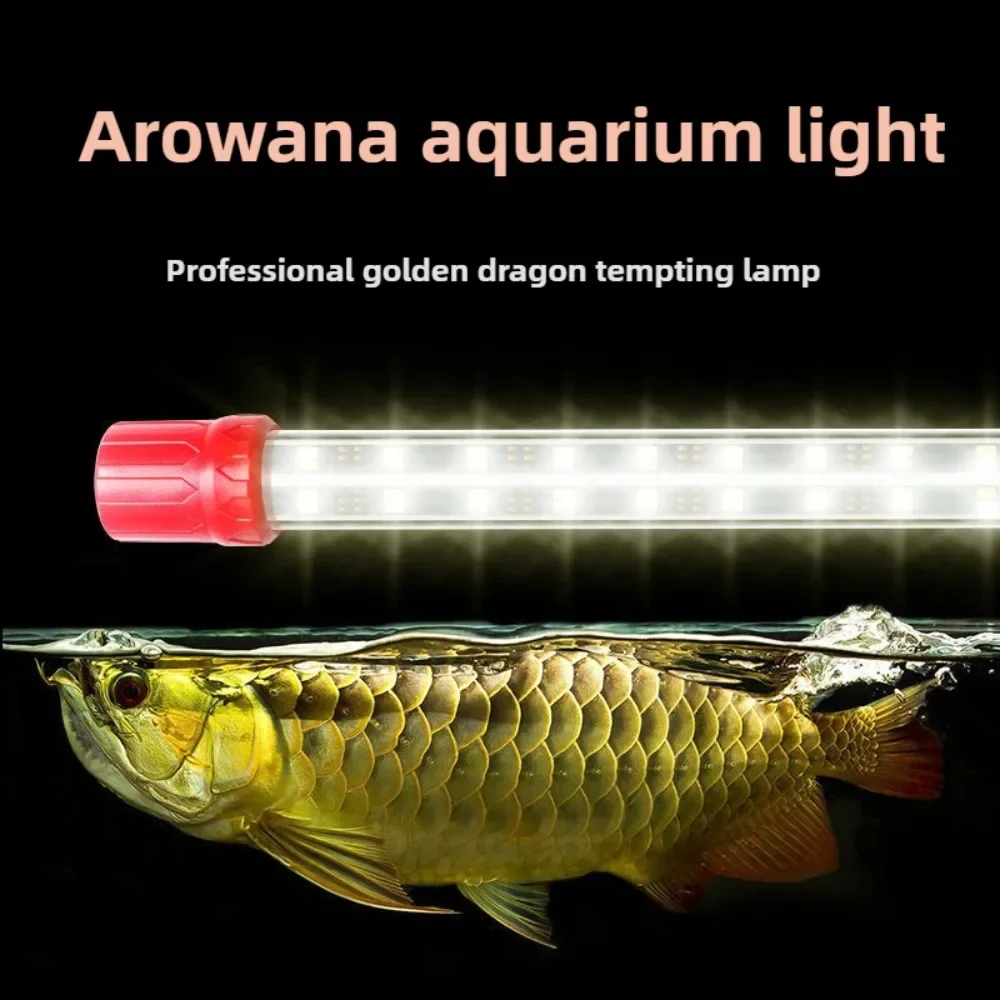キ*ン様 Arowana Magical Light Series Arowana Special New Upgrade