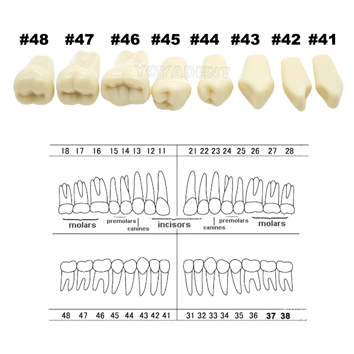 치과용 치아 모형 프라사코 A3 타이포돈트 전체 치아 32개 교체용 치아 부품 치과 준비 훈련 교육용