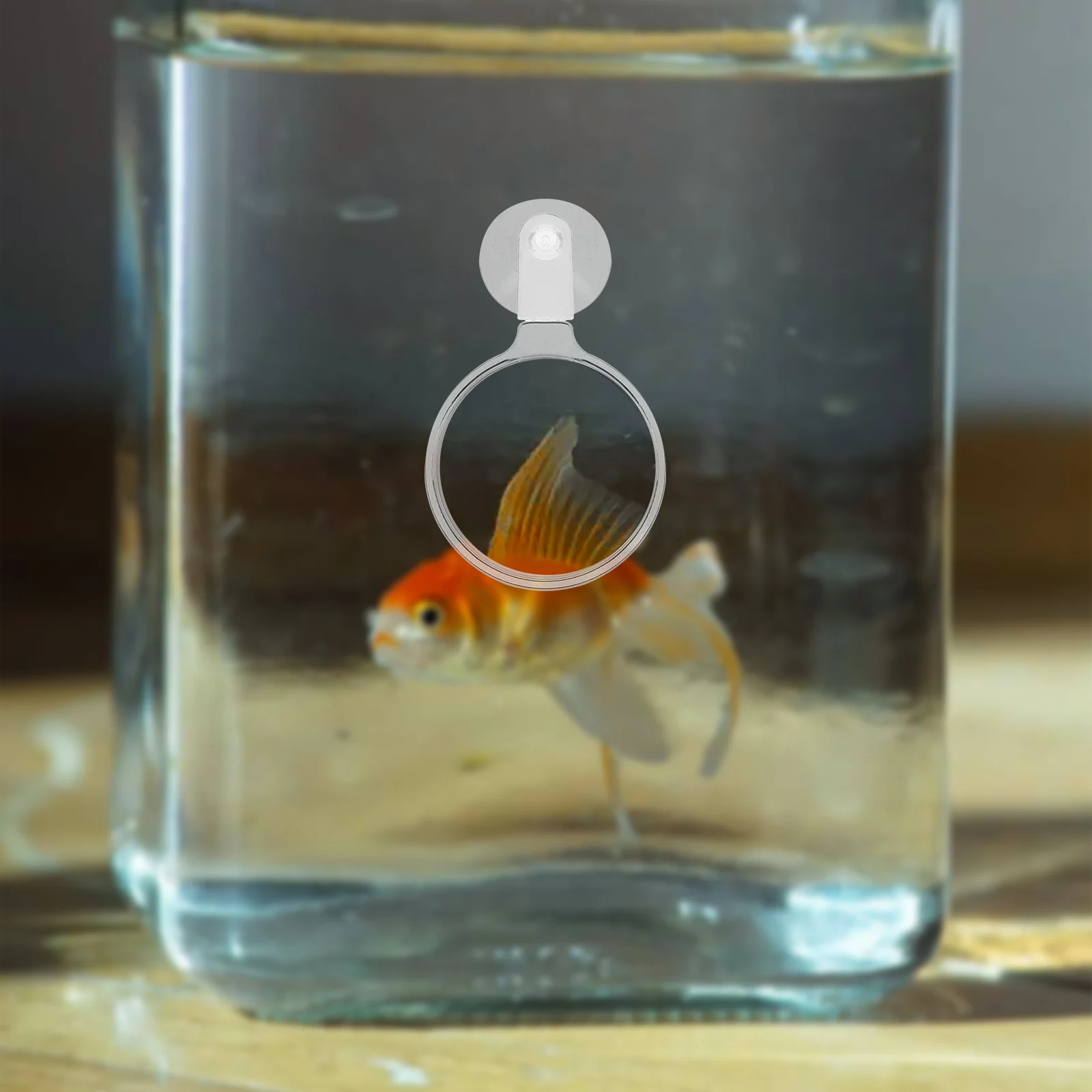 Acrylic Glass Tank Aquarium Small Animal Plant Observation Magnifier Betta Viewer Spider Ant Glasses Micro