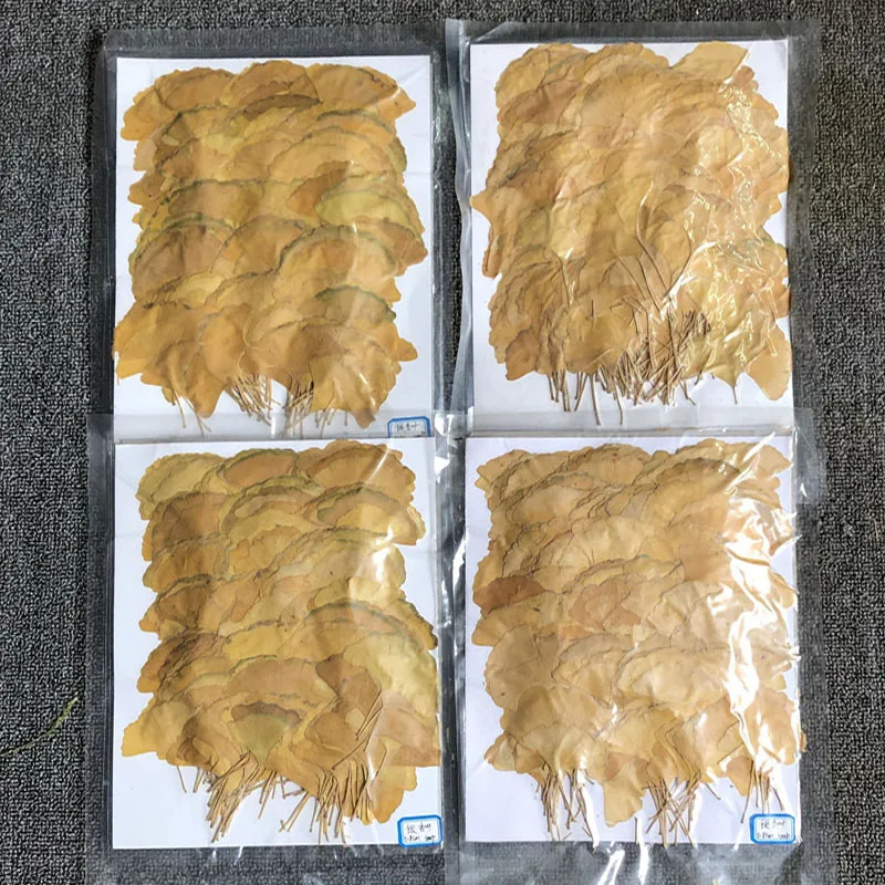 250Pcs Pressed Dried Natural Yellow Ginkgo Biloba Maidenhair Leaf Plant Herbarium For Jewelry Bookmark Phone Case Postcard Craft