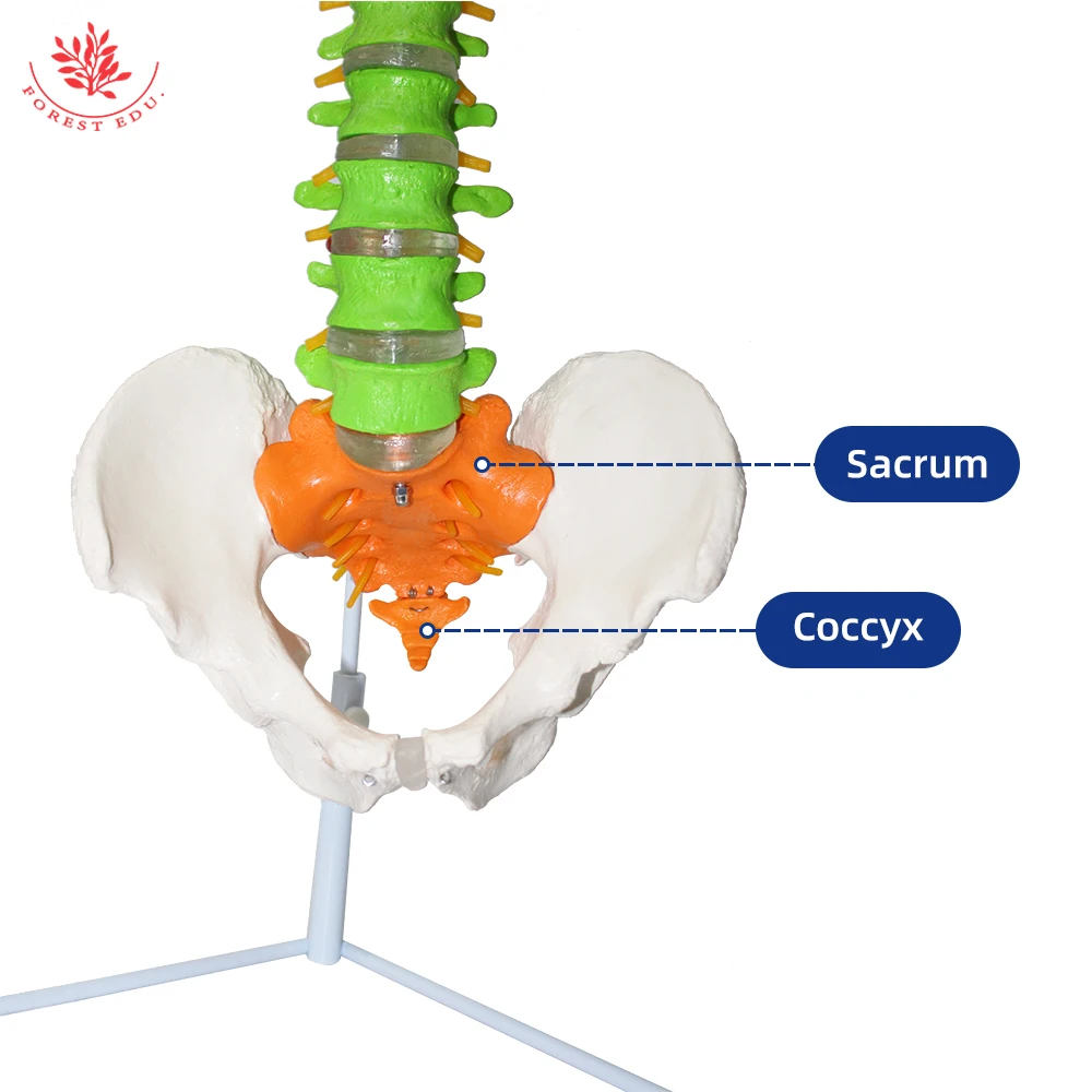 Anatomy Spine Model 85cm FRT016 Flexible Bendable with Holder Stand Colored Vertebrae Lumbar with Nerves Medical Science