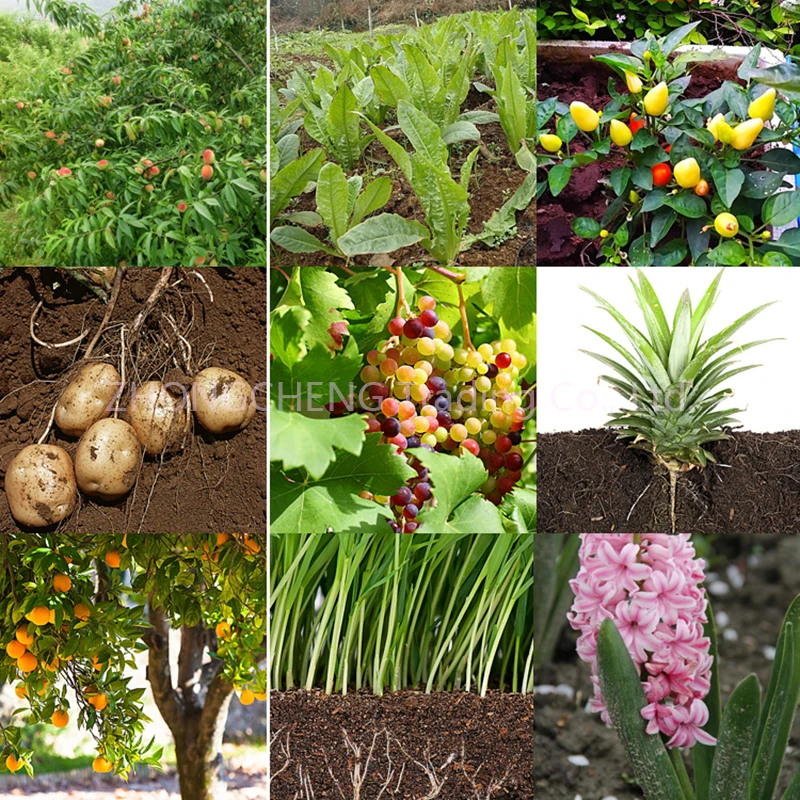 Inoxidável, Líquido, Alta Pressão, Fazenda, Pasta, Árvore Fruteira