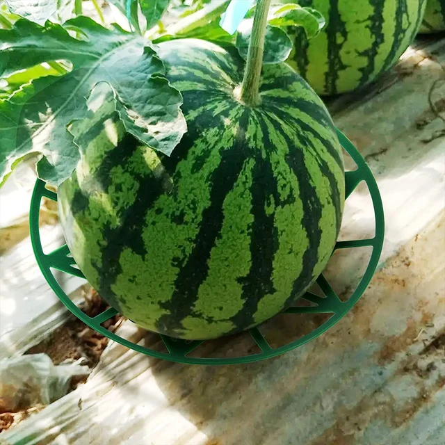Görögdinnye Támogató Gyümölcsállvány Védelmező Tartó Dinnye Zöldségek Tálca Állvány Ültetési Eszközök Kerti Mezőgazdasági Területek Kellékek - Image 4