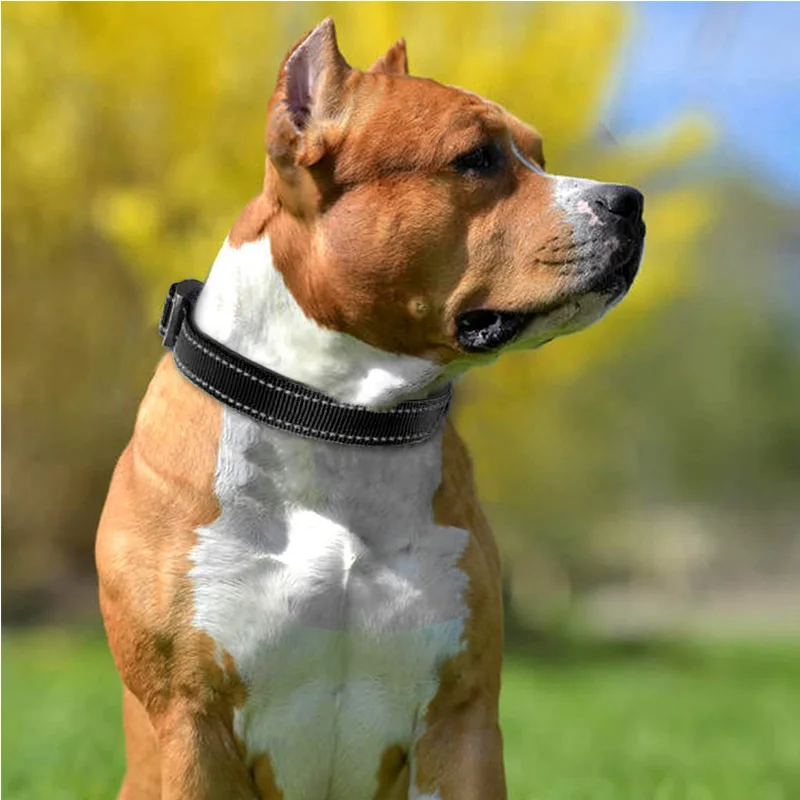 Dog Collar For Medium Large Dogs Soft Neoprene Padded Nylon Sturdy Adjustable dog collar pet collar