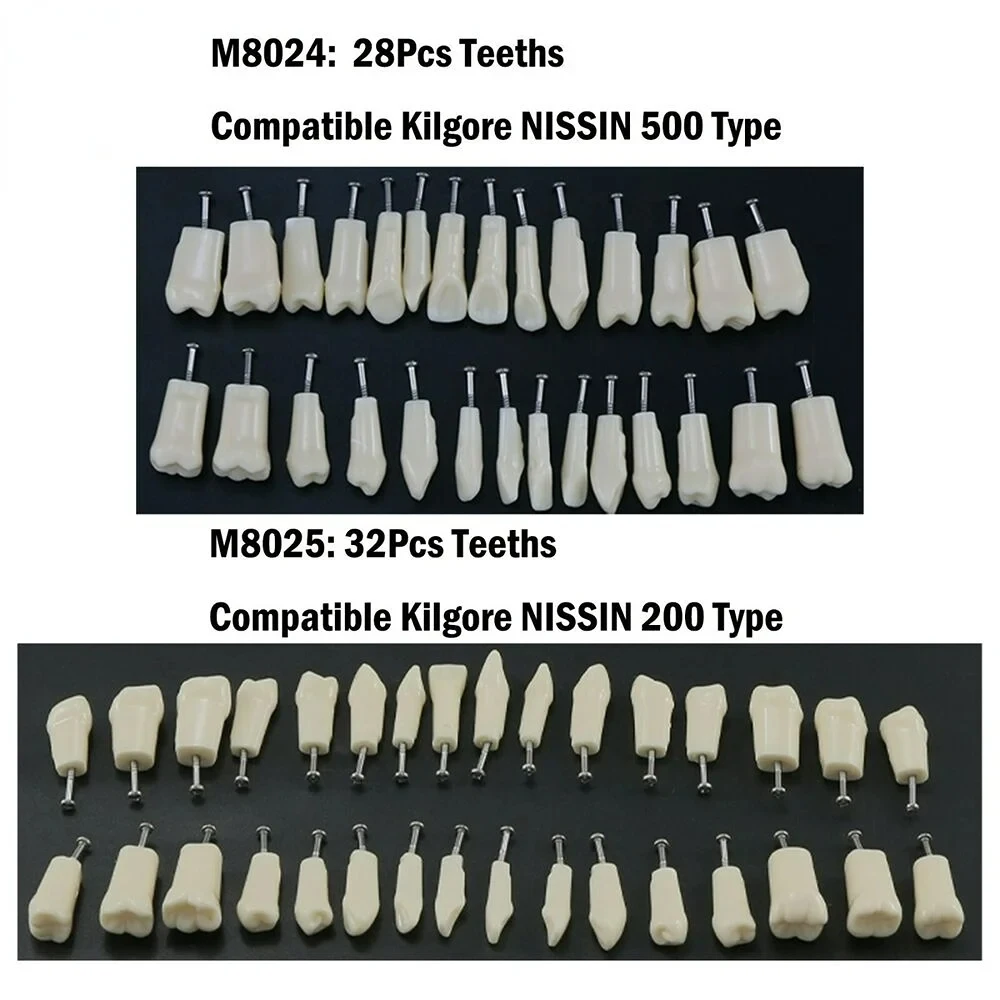 

Dental Typodont Model Replacement Spare Teeth Model fit Kilgore NISSIN 200/500 Type M8024 28pcs Teeth M8025 32Pcs Teeth