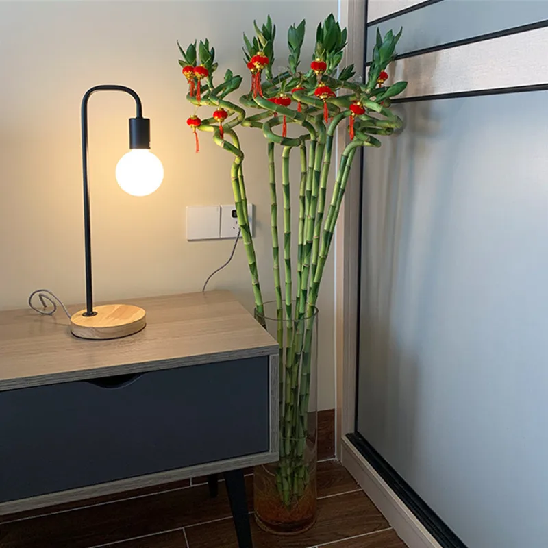 Lucky Bamboo Spirale In Tube Vaso 1 cm acquista da OBI