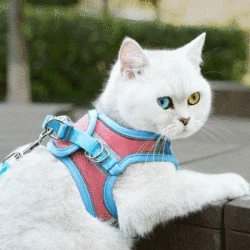 Ensemble de harnais et laisse pour chien, accessoire pour chiot, chat, Chihuahua, carlin, bouledogue 