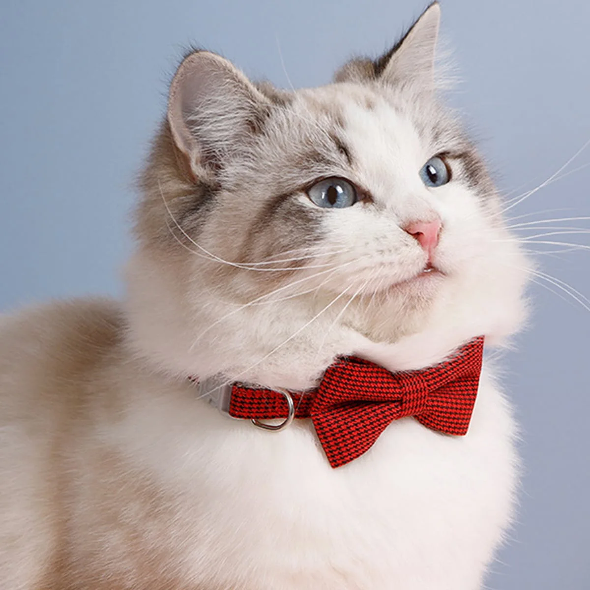 

Pet British style child bow tie cat collar pet bow cute dog bow tie buckle collar