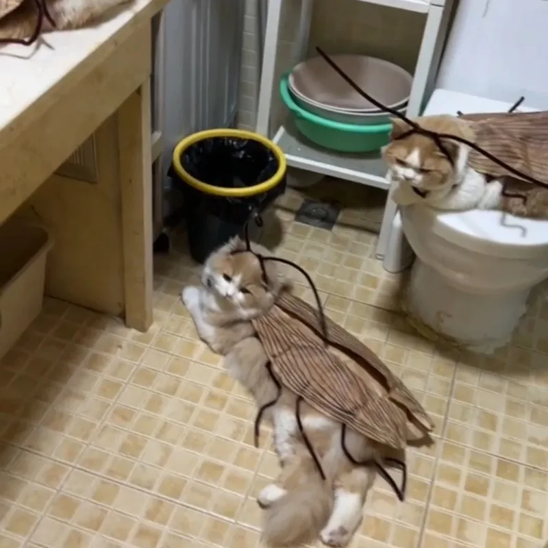 할로윈 바퀴벌레 코스프레 고양이 후드티 재미있는 애완동물 의상 축제 파티 복장 소형 중형 새끼 고양이 강아지 사진 소품