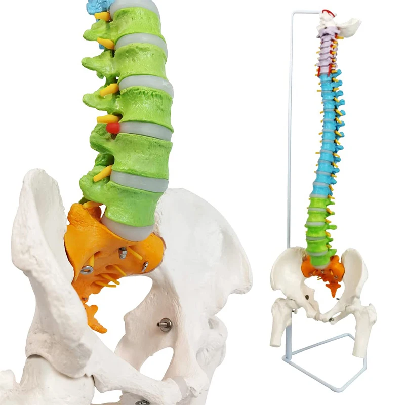 

Life Size Colored Spine Model with Vertebrae,Nerves,Arteries, Lumbar Column, Pelvis ,Femur Human Anatomy Model Includes Stand