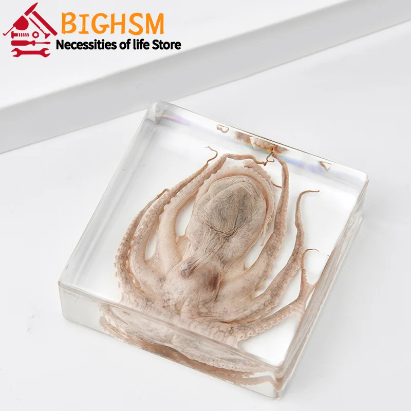 Octopus Tortoise Animal Specimen In Resin For Science Classroom Education ornament crafts resin ornaments resin crafts