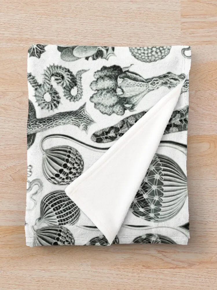 Ernst Haeckel - Mycetozoa ������ ���, ���� ���, ���� ���, ���Ÿ� �귣��, ������ ���