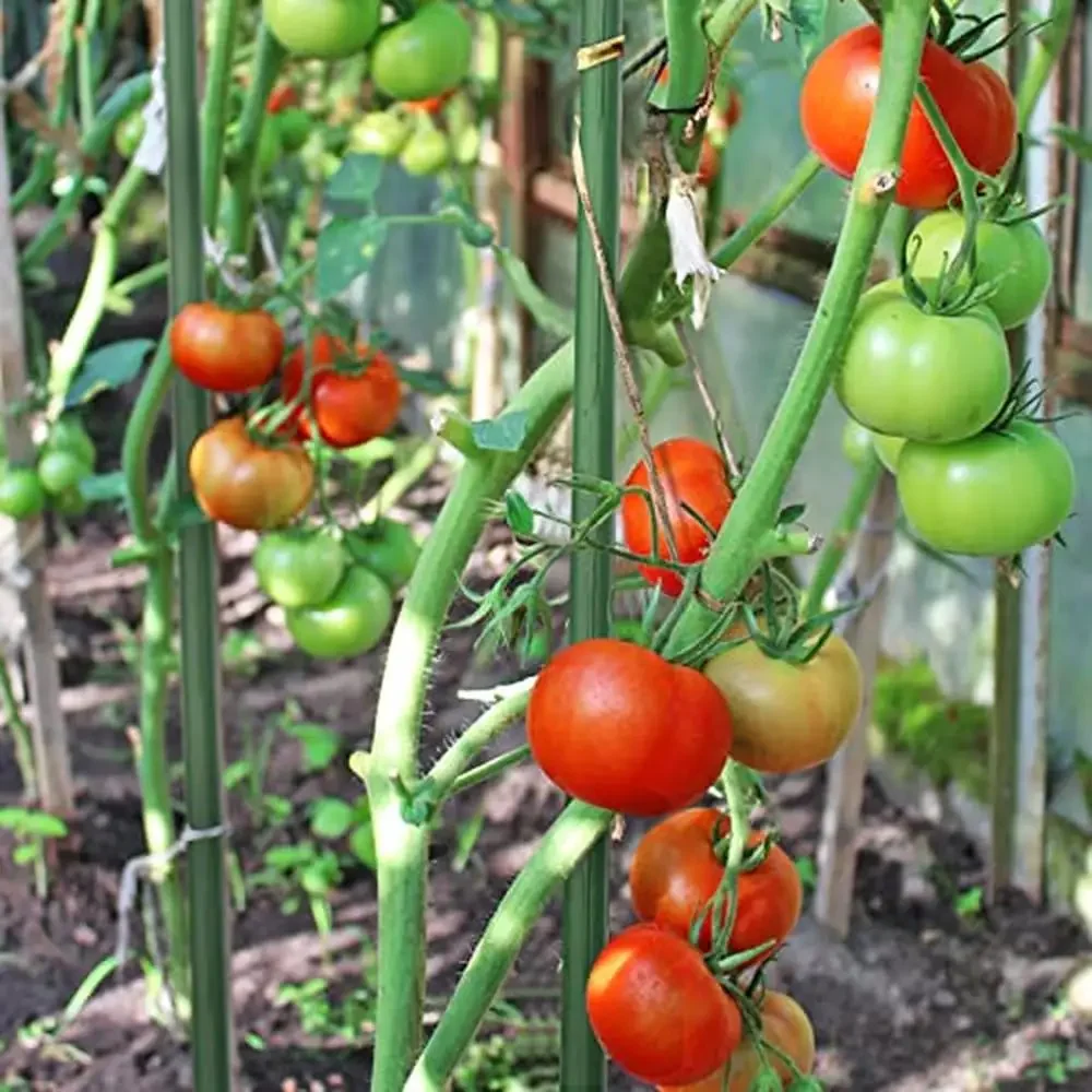 Plant Support Stakes 5ft Steel Climbing Sticks Tomato Beans Potted Vines Set of 20 Durable Garden Poles