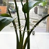 Plant Stabilizer Plant Holder For Supporting Monstera And Flowers Plant Support 4