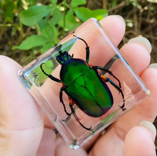 Small animal real insect resin scarab scorpion spider knows beetle specimen marine gift teaching cognition home decor 6