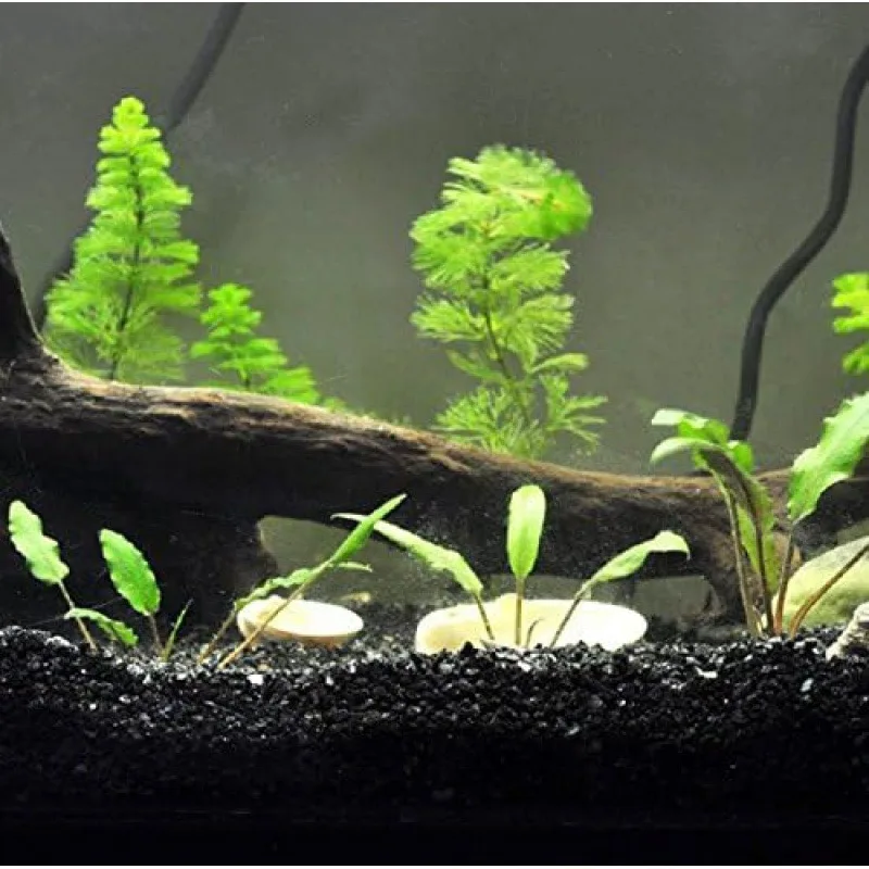 300g Gorgeous Aquarium Decoration-Aquarium Black Bottom Sand-Succulents Pavement