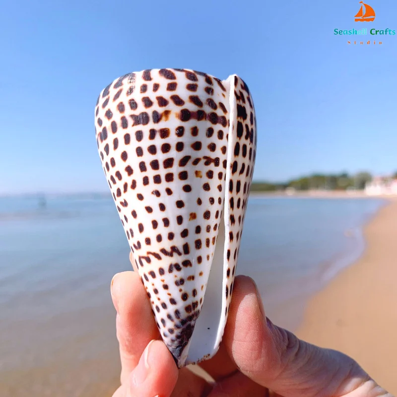 Natural Leopard Cone Big Alaphbet Cone Shell Lithoconus leopardus Real Black Spot Shape Sea Shells for Nautical Home Decoration natural shell ornaments