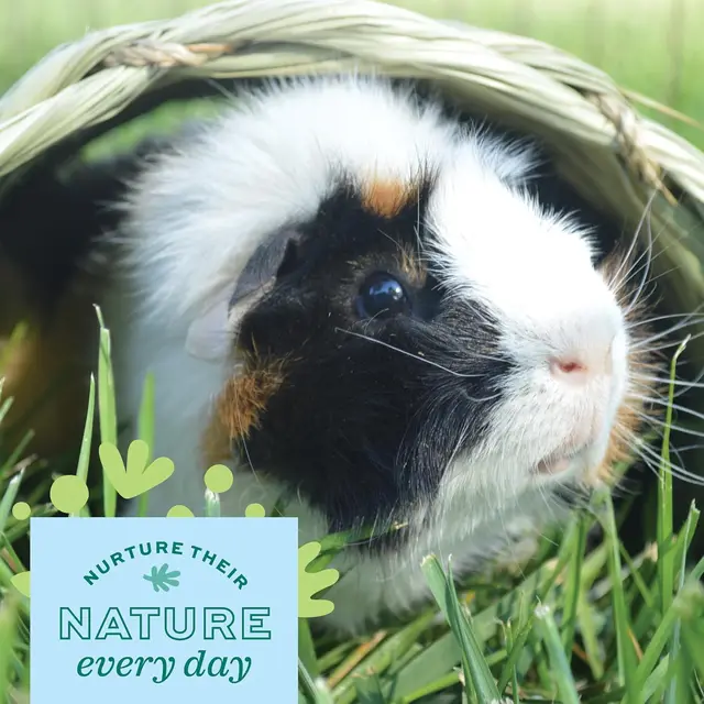 Natural Timothy Hay Tunnel for Small Pets - Edible Hideout, Chew Toy & Cage Accessory for Rabbits, Guinea Pigs, Chinchillas, Rats