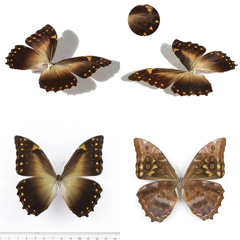 

Morpho telemachu real butterfly specimen home decoration DIY crafts school education popular science gift