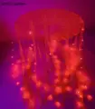 Red LED