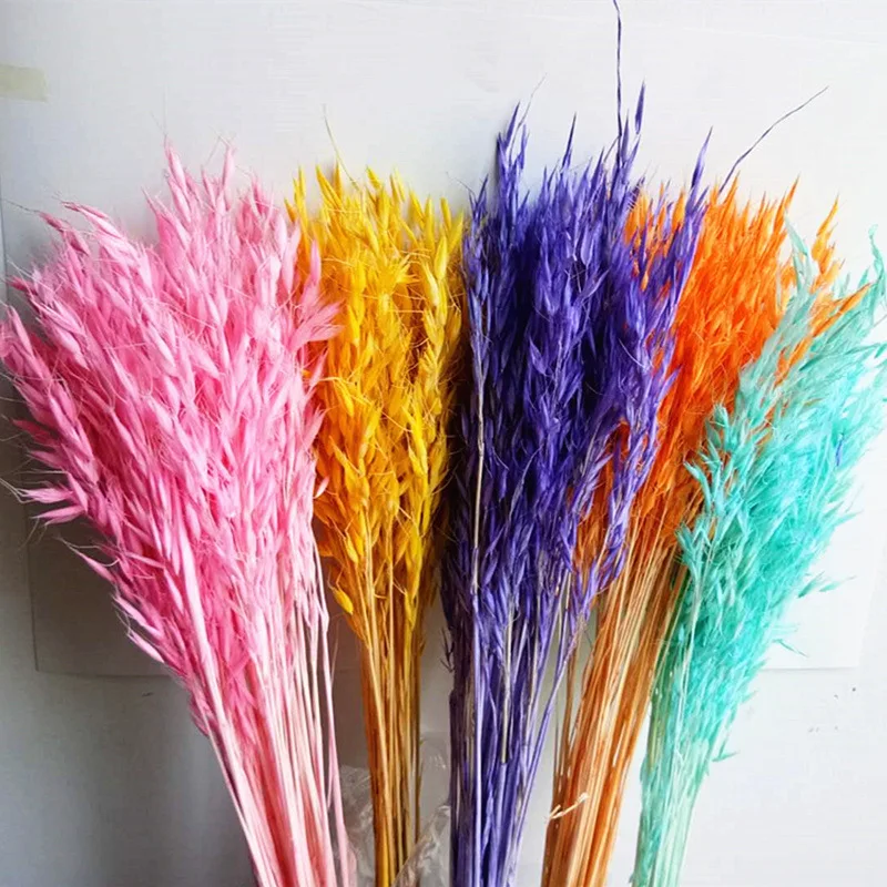 

Natural Dry Flowers Oat Millet Spike Color Plants Home Shooting Art Accessories With Decoration Vase Room Wall Table Accessories