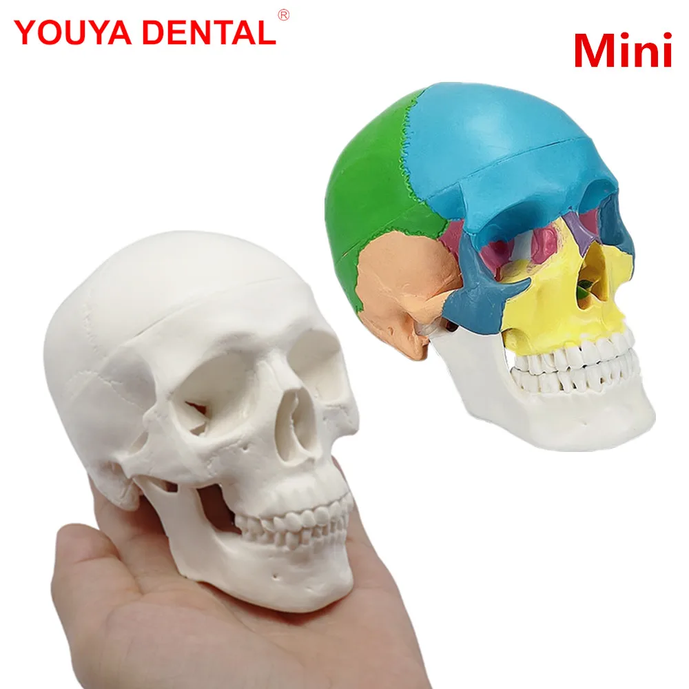 

Mini Dental Skull Model Medicine Dentistry 3D Human Anatomical Anatomy Head Skeleton Skull Head Model For Studying Teaching Demo