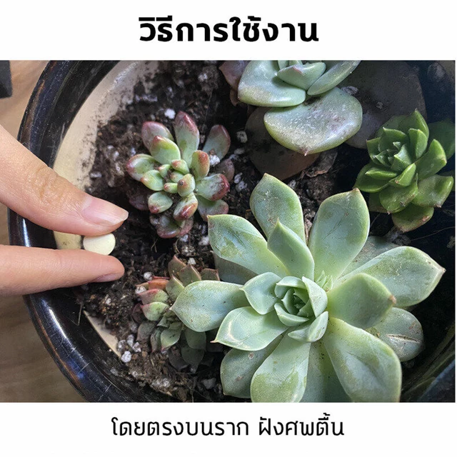 Forró Beltéri És Kültéri Mászó Rovarok Bórsav -Roach Gyilkos Csalikkal Növények Díszes Cserjék - Image 6