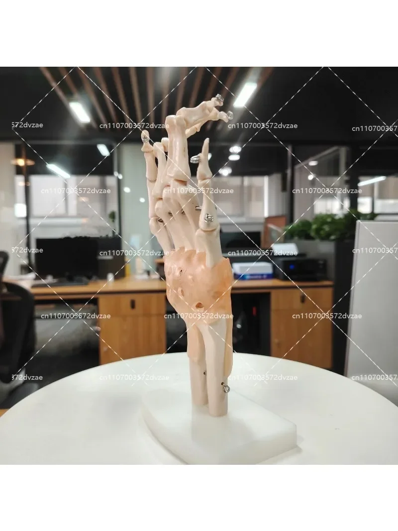 실물 크기 인체 해부학 관절 모형 손 인대 골격 교육용 해부학 모형 (의학 연구 및 학습용)