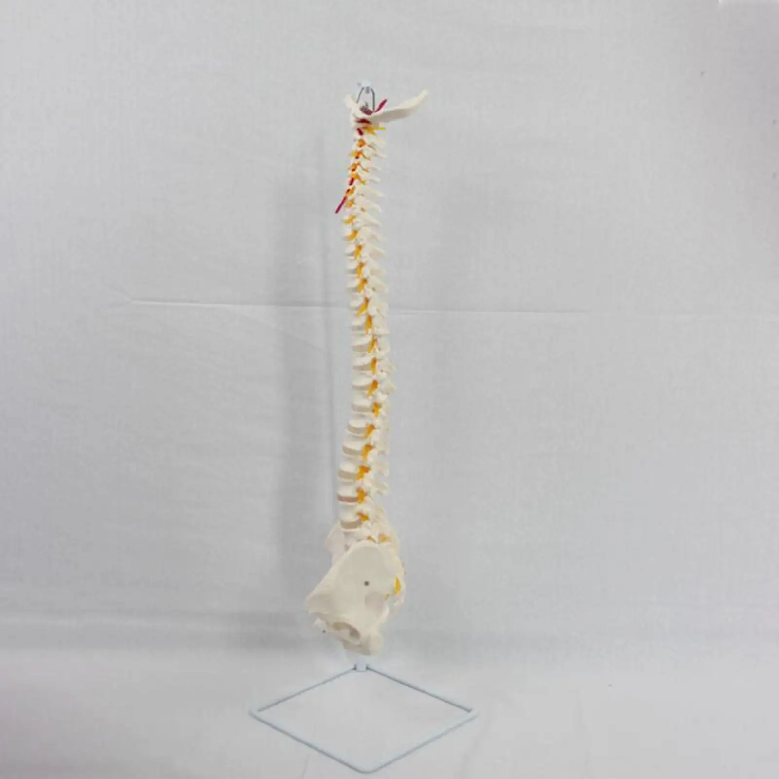 Life Size Vertebral Curve Model,PVC Human Spine Model, Flexible Human Spinal Column for Classroom Human Study
