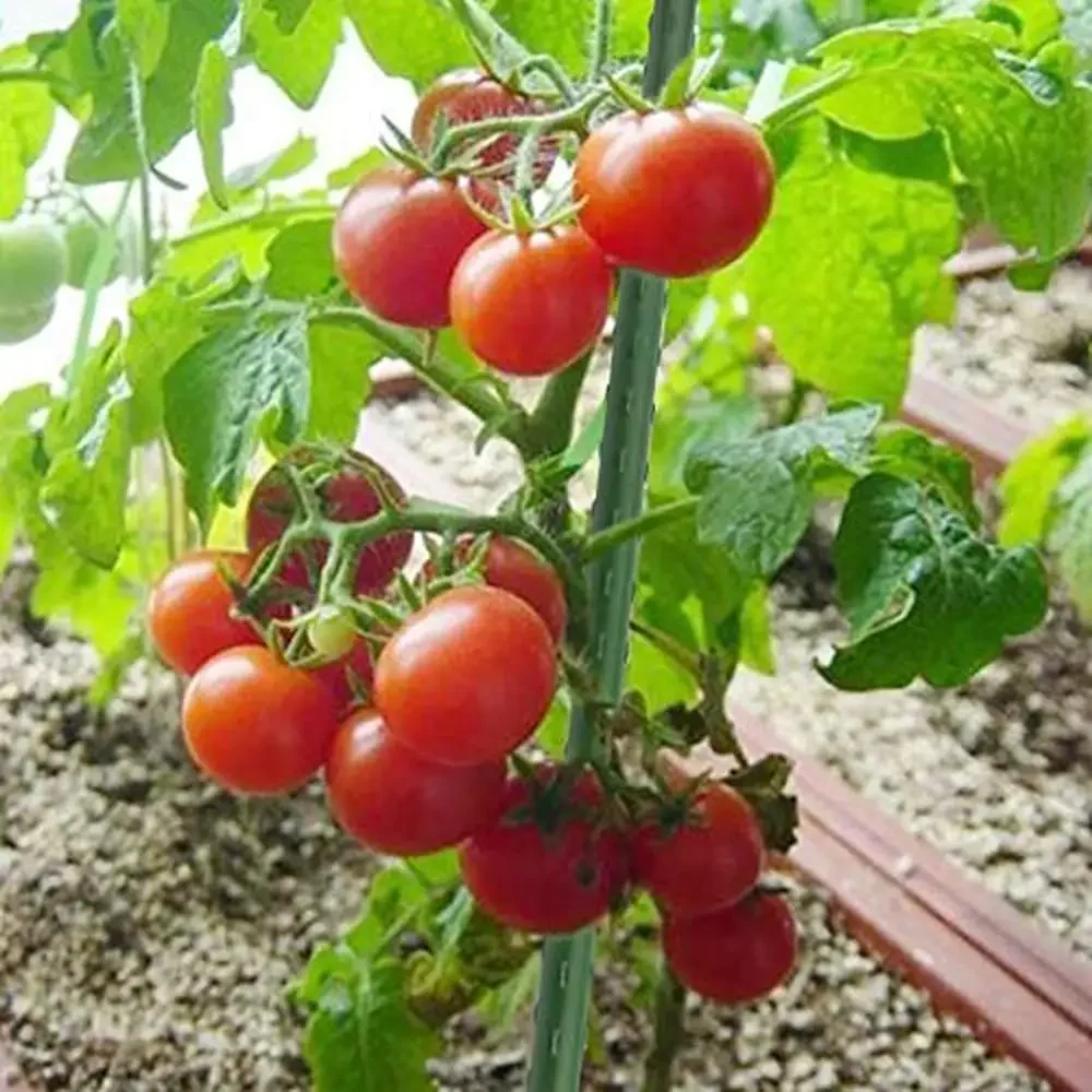 48" Metal Plant Stakes Garden Tomato Supports & Tree Sticks 50 Pack Sturdy & Weather Resistant For Potted Climbing Plants