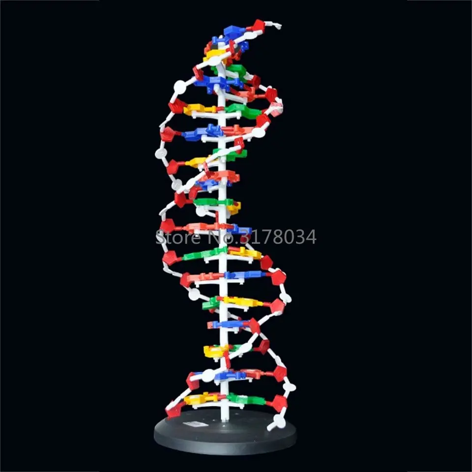 Housoutil DNA Model Double Helix Science Teaching Aid Kit For Educational Use - DIY Gene Assembly Tool For Kids Home Learning And Classroom Science Education