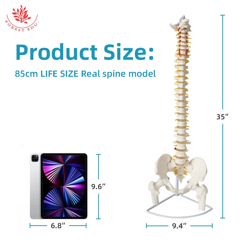 Anatomical Spine Model FRT014 Life Size Spinal Cord Include Vertebrae, Nerves, Arteries, Lumbar Column Medical Science