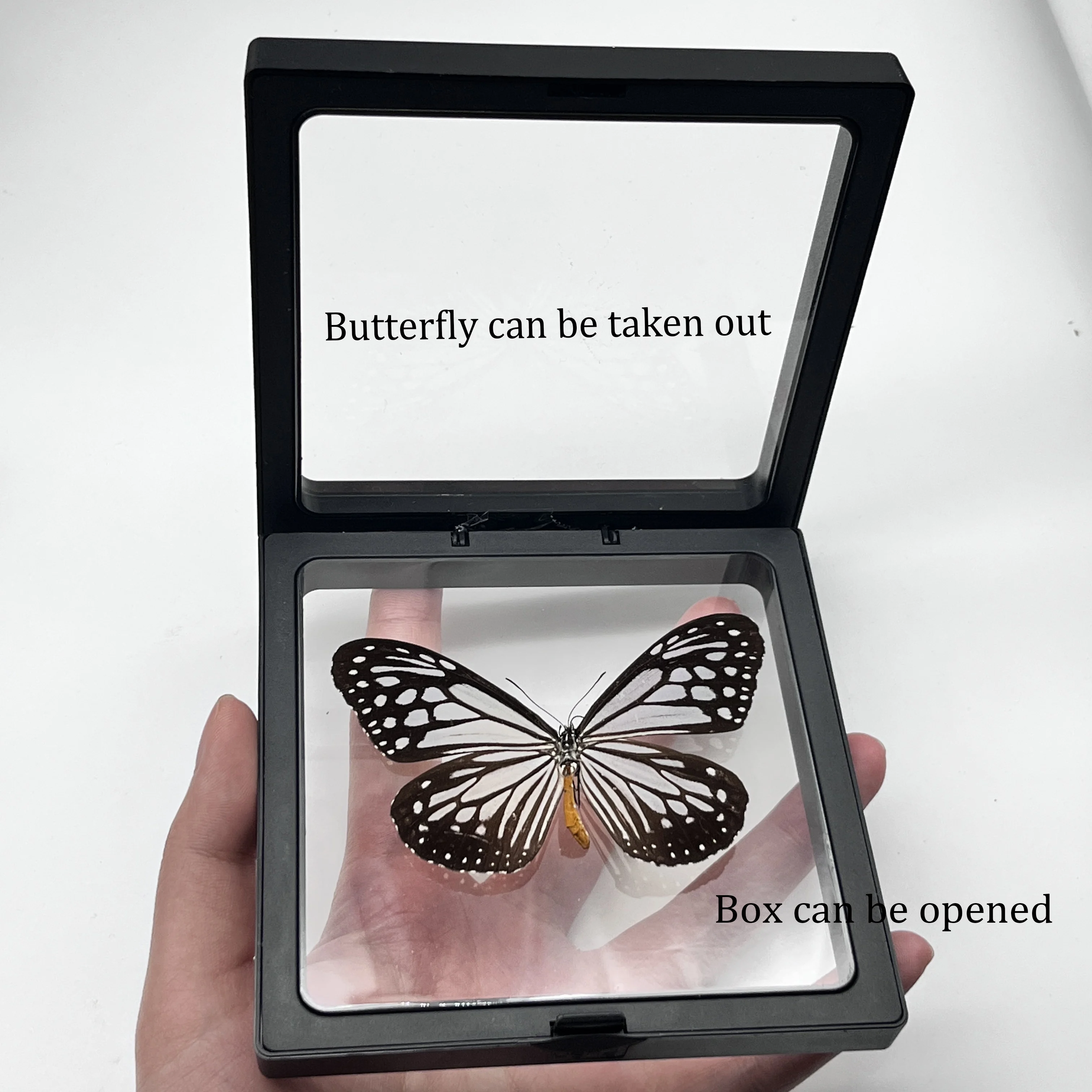 1pcs Real Butterfly Specimen Insect Home Decor Photo Frame   Desk Decoration Figurines Birthday Gift Teaching Training 2